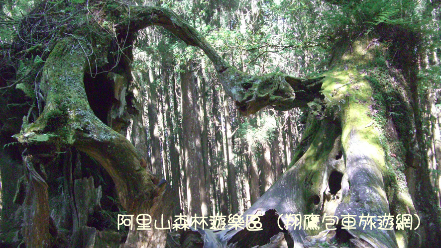 阿里山包車丨永結同心