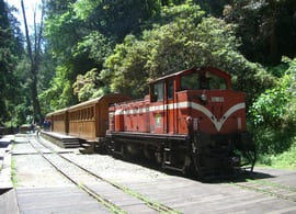 阿里山神木火車