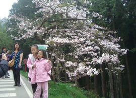 阿里山櫻花王